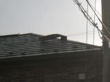 「屋根の修理（北本市）」についての画像
