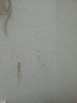 「猫による壁紙の引っかき傷の修復」についての画像