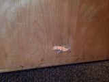 「木のドアの穴あき修理」についての画像