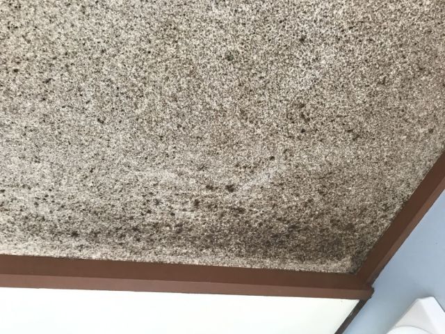 天井の砂壁についたカビがすごいです リフォームのことなら家仲間コム