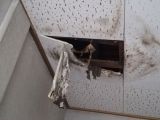 「天井からの水漏れ修理をお願いします」についての画像