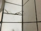 「浴室の壁タイルがはがれた（15×15）」についての画像