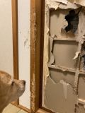 「犬による柱の損傷」についての画像