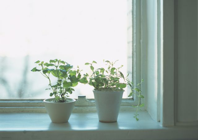 出窓に飾った植物