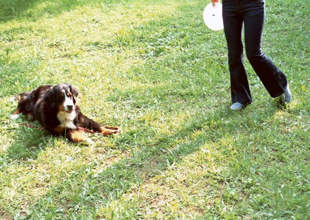芝生で遊ぶ犬