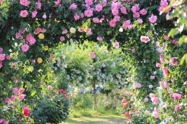 庭をおしゃれで洋風なイングリッシュガーデンに 自然美が美しい庭づくりの５つのポイント リフォームのことなら家仲間コム