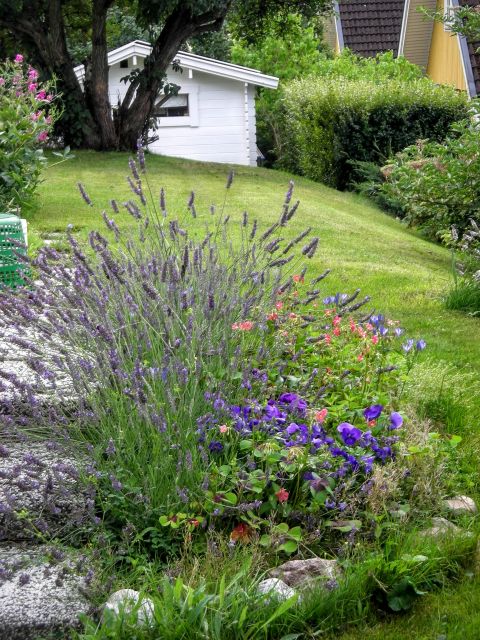 庭の虫除け対策は庭の見直しから ハーブを植える 庭の環境を大改善 リフォームのことなら家仲間コム